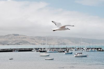 Seagulls flying over sea against sky