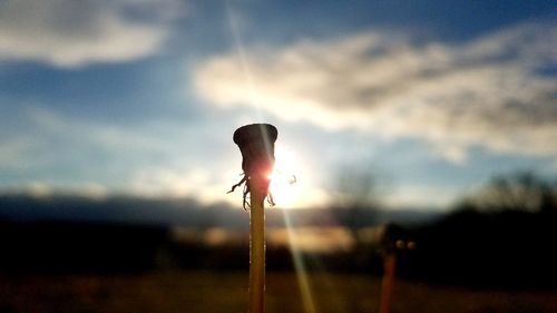 Close-up of silhouette plant against sky during sunset