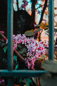 Close-up of pink flowering plants by fence