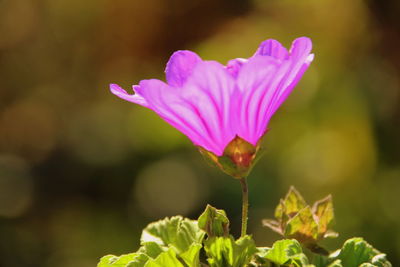 Close-up of pink flowering plant