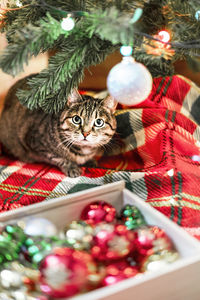 Tabby striped cat sitting by christmas tree decorated balls garland ligths on red  new year holidays