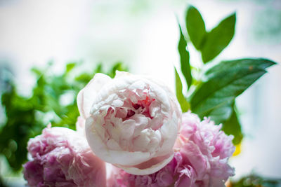 Close-up of pink roses