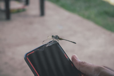 Close-up of hand holding insect against blurred background