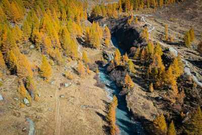 Mountain fire in autumn. a journey through the lark forests at an altitude of 2000m.