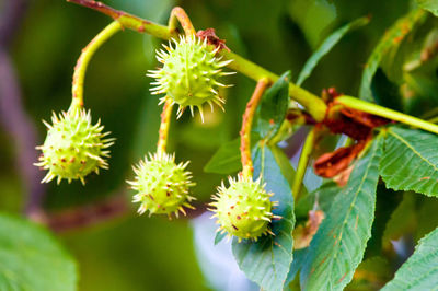 Close-up of flowers growing in plant