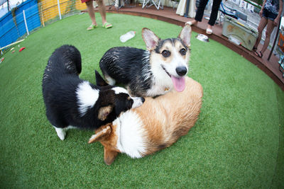 High angle view of dogs playing on grass