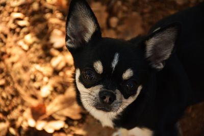 Close-up portrait of dog