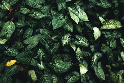 Full frame shot of leaves