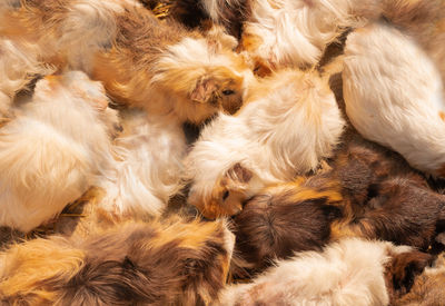 Many guiney pigs, high angle, top view shot.animal pet background.