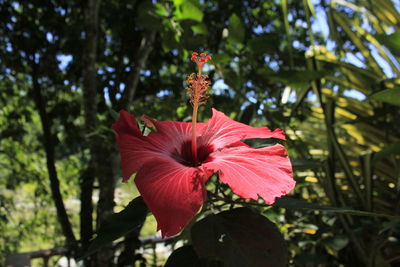 Close-up of red hibiscus blooming against trees