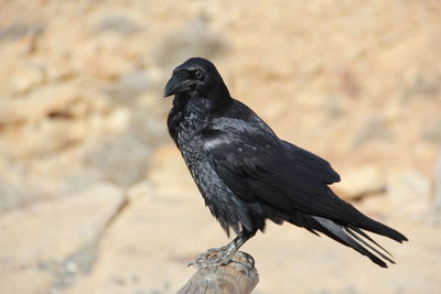 Close-up of bird perching outdoors