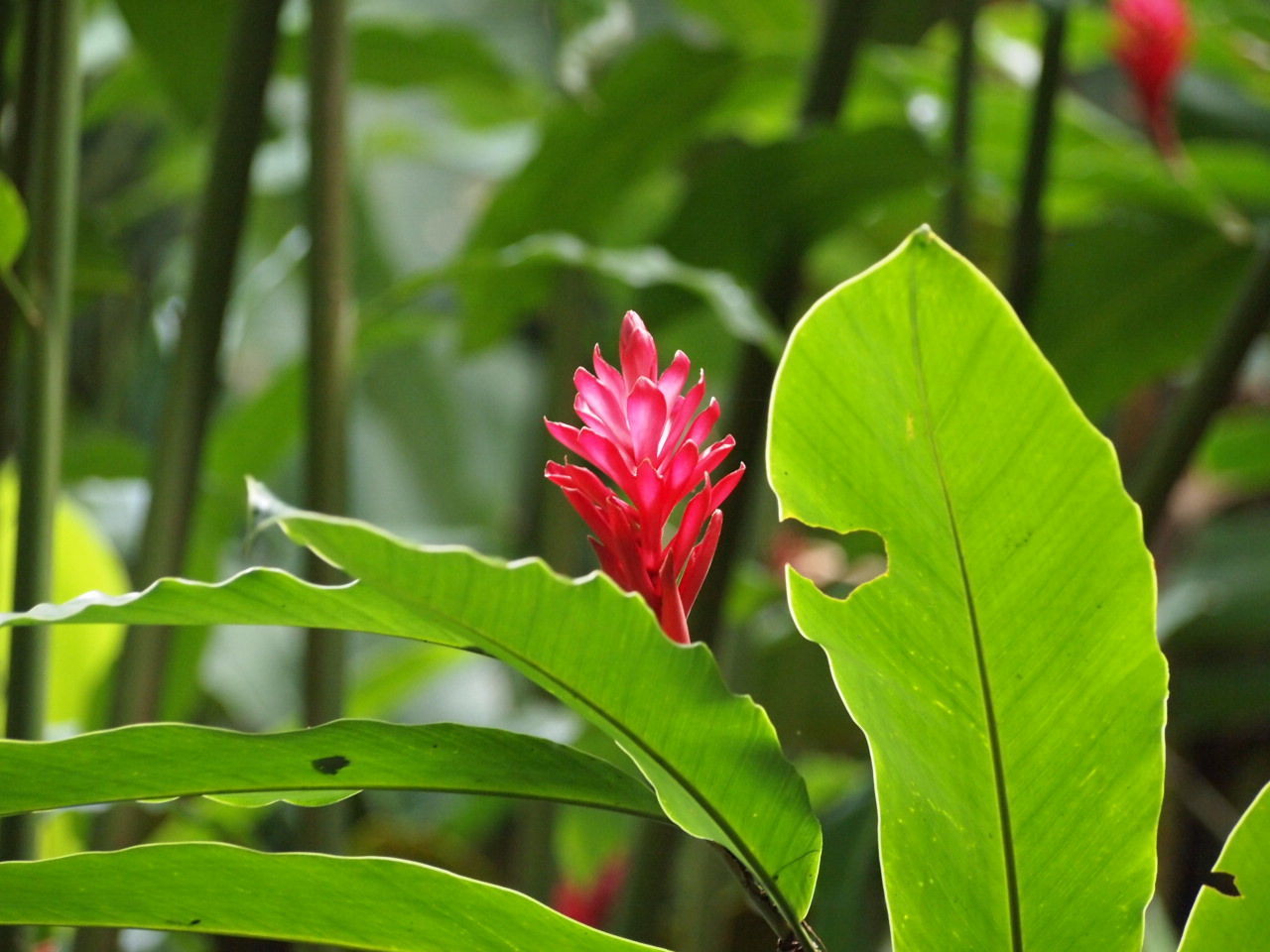 CLOSE-UP OF RED FLOWER BLOOMING