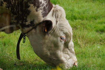 Close-up of a horse on field