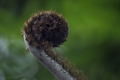 Close-up of dandelion flower on land