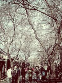 Bare trees against sky