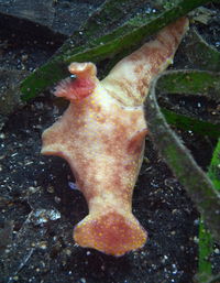 High angle view of fish in aquarium