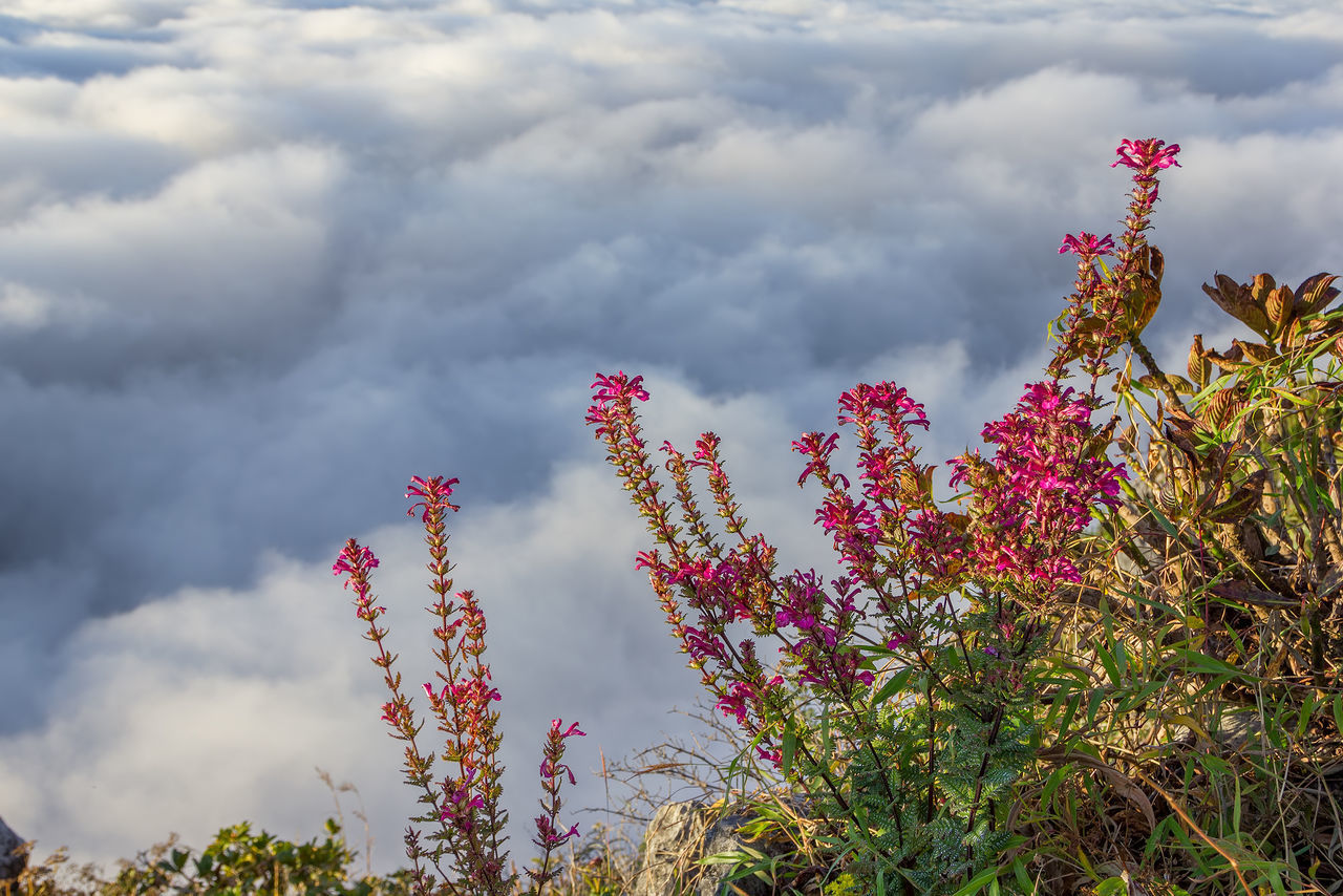 LOW ANGLE VIEW OF FLOWERING PLANTS AGAINST SKY