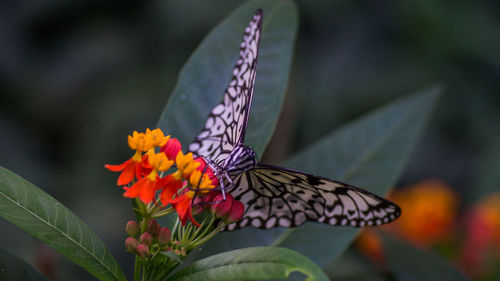 Close-up of butterfly on leaf