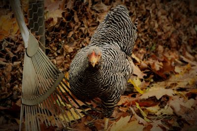 High angle view of bird on dry leaves