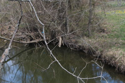 Bare tree by river in forest