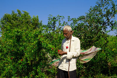 A farmer looking after red pomegranate flowers in a pomegranate garden. and holding a dry stick
