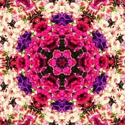 Full frame shot of pink flowers