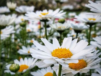Close-up of white daisy flowers
