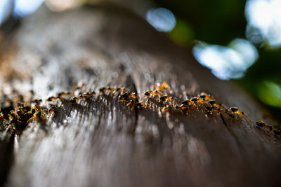 Close-up of insect on tree trunk