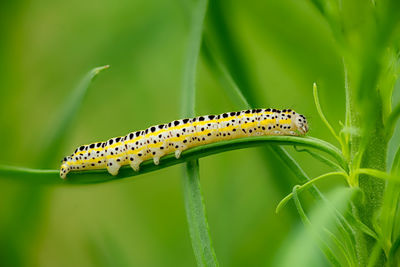 Side view of a caterpillar of the moth figure of eight diloba caeruleocephala on a blade of grass