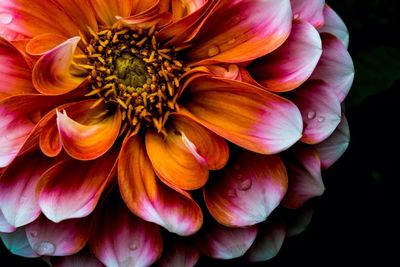 Close-up of dahlia growing outdoors