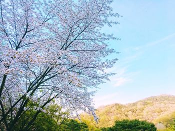 Low angle view of tree against sky