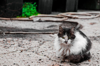 Portrait of cat resting on land