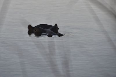 Black dog sleeping on floor