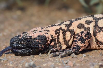 Close-up of lizard