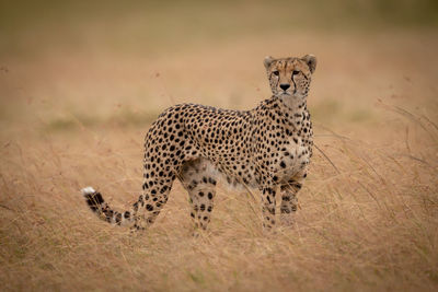 View of a cat on field