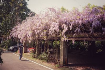 View of flowers on road