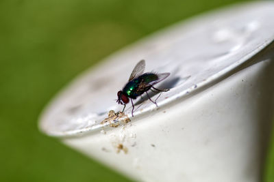 High angle view of fly on leaf
