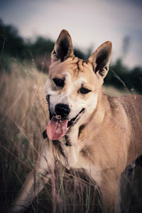 Portrait of dog on field