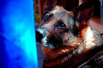 Close-up portrait of dog looking away