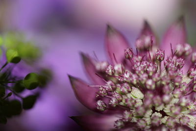 Close-up of purple flowers