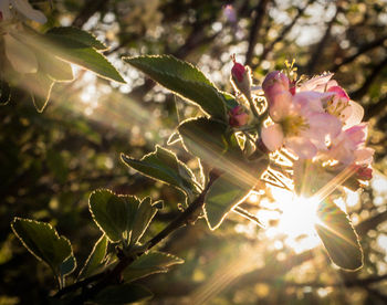 Close-up of pink flowers