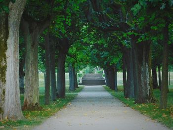 Empty footpath amidst trees in forest