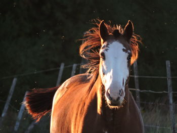Close-up of horse standing outdoors