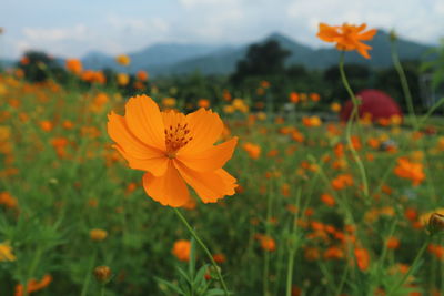 Close-up of orange cosmos flower blooming on field