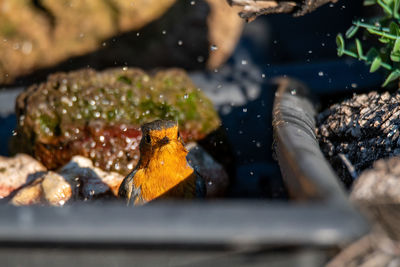 Close-up of person preparing food in water