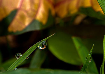 Close-up of water drops on leaves