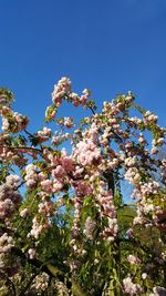 Low angle view of apple blossoms in spring against clear blue sky