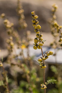 Close-up of yellow flowering plant