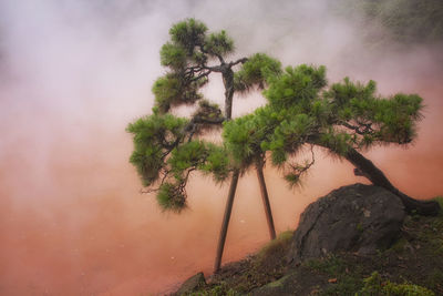 Trees on landscape against sky