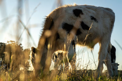 Sheep grazing in a field